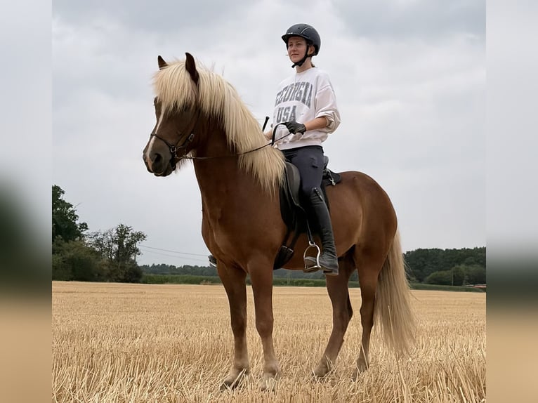 Islandais Hongre 5 Ans 144 cm Alezan in Rheurdt