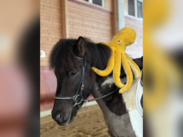 Islandais Hongre 5 Ans 144 cm Pinto in Achstetten