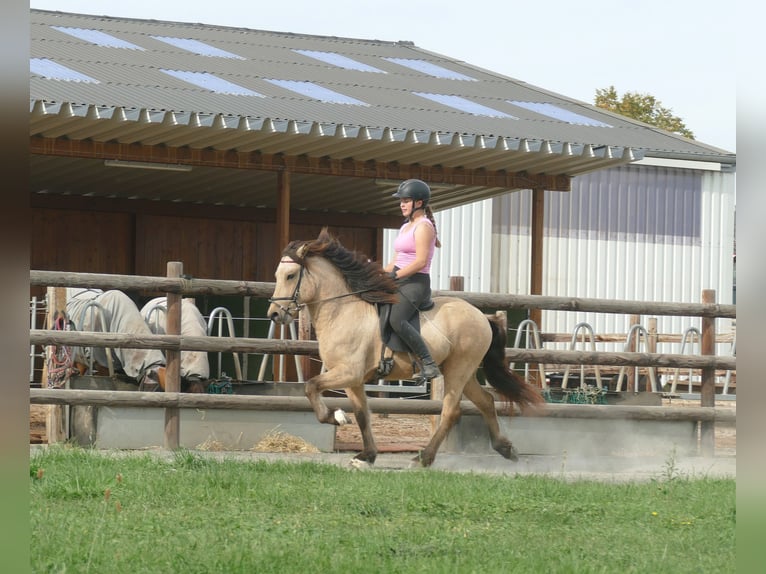 Islandais Hongre 5 Ans 145 cm Buckskin in Euskirchen