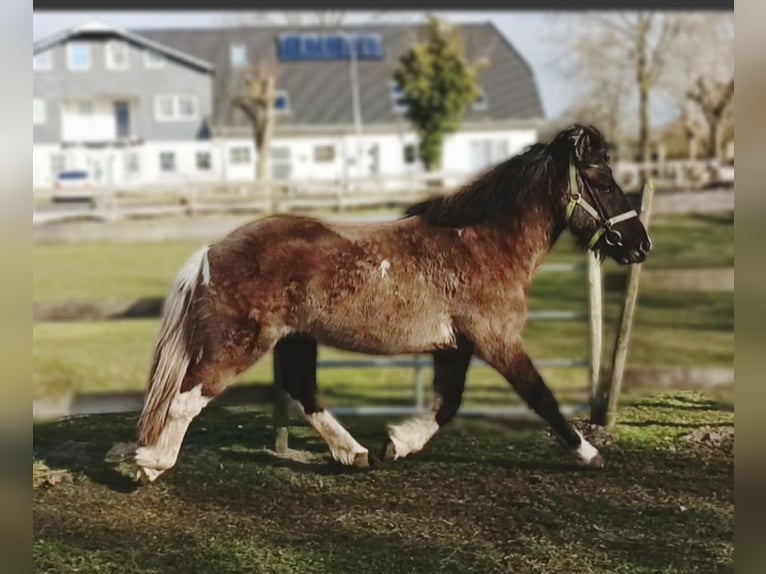 Islandais Hongre 5 Ans 146 cm Isabelle in H&#xF6;rup