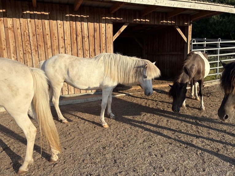 Islandais Hongre 5 Ans  in Seesbach