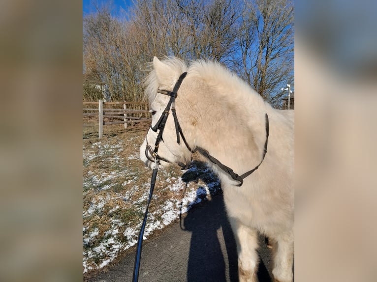 Islandais Hongre 5 Ans  in Seesbach