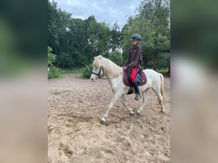 Islandais Hongre 5 Ans Cremello in Stolpe