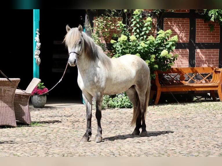 Islandais Hongre 5 Ans Gris in Farven