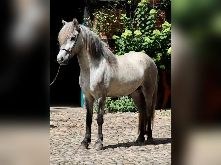 Islandais Hongre 5 Ans Gris in Farven