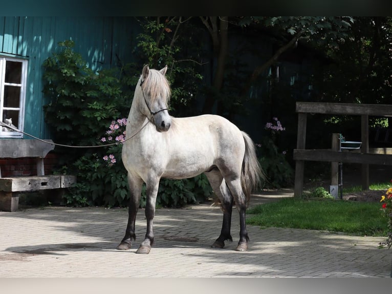 Islandais Hongre 5 Ans Gris in Farven