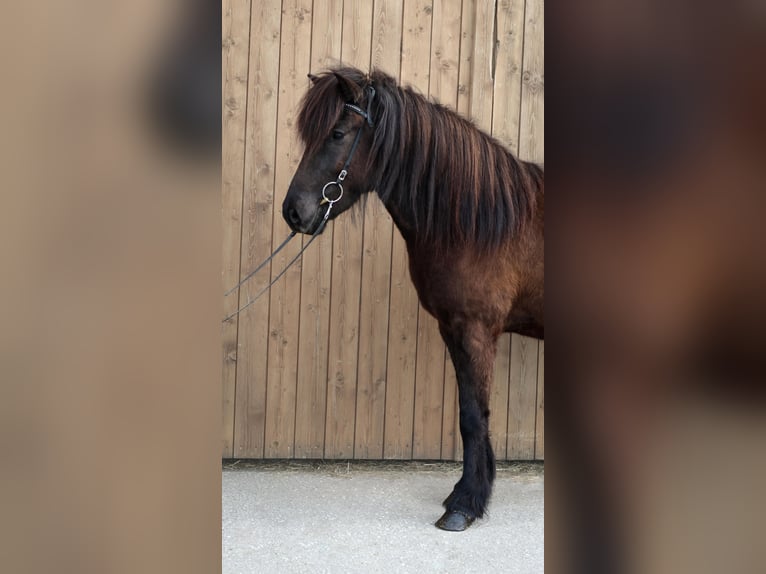 Islandais Hongre 5 Ans Noir in Straßwalchen