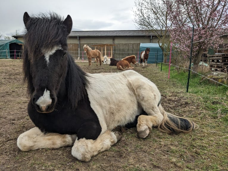 Islandais Hongre 5 Ans Pinto in Ettlingen