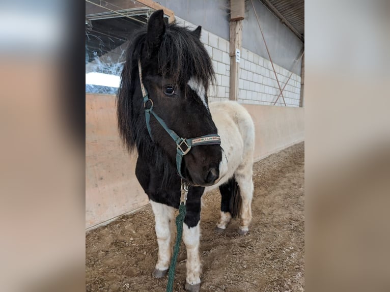 Islandais Hongre 5 Ans Pinto in Ettlingen