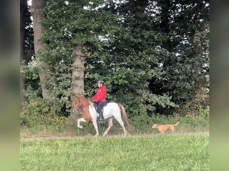 Islandais Hongre 6 Ans 132 cm Pinto in Benneveld