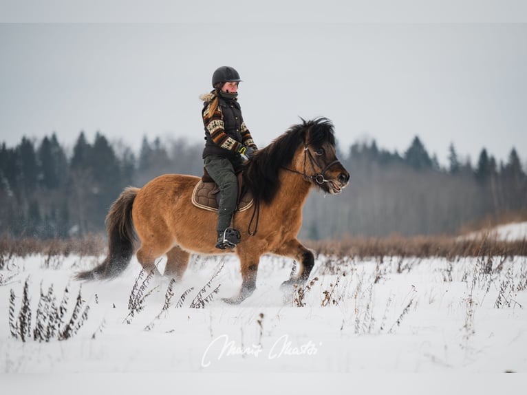 Islandais Hongre 6 Ans 136 cm Buckskin in Kodasoo