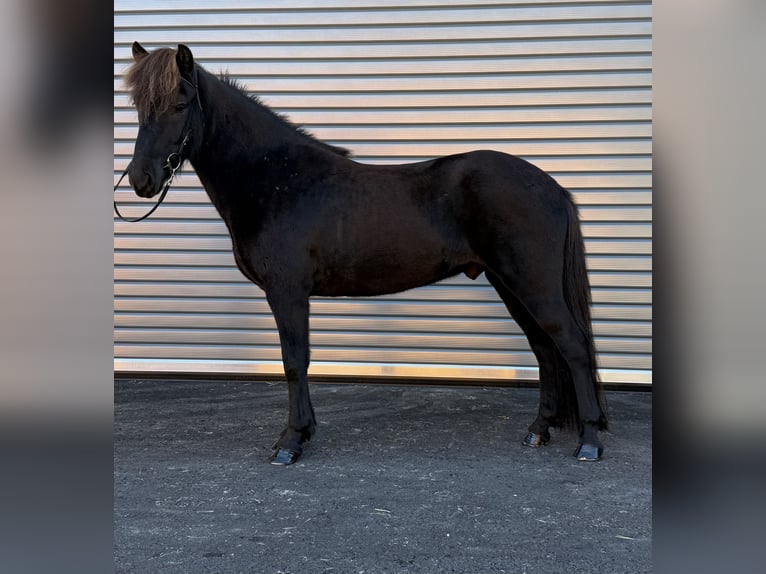 Islandais Hongre 6 Ans 137 cm Noir in Mining
