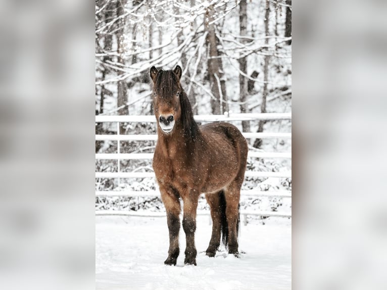 Islandais Hongre 6 Ans 138 cm Bai in Walshausen