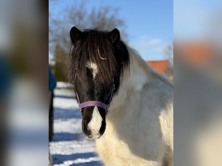 Islandais Hongre 6 Ans 138 cm Pinto in Achstetten