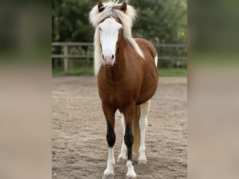 Islandais Hongre 6 Ans 138 cm Pinto in Freising