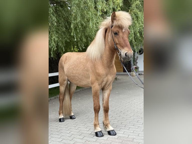 Islandais Hongre 6 Ans 139 cm Isabelle in Lochen am See