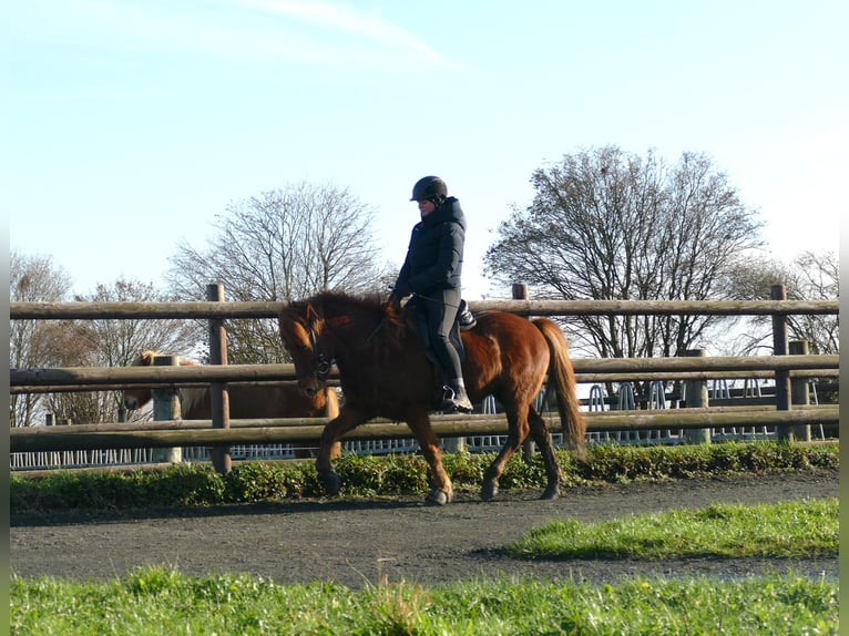 Islandais Hongre 6 Ans 140 cm Alezan in Euskirchen