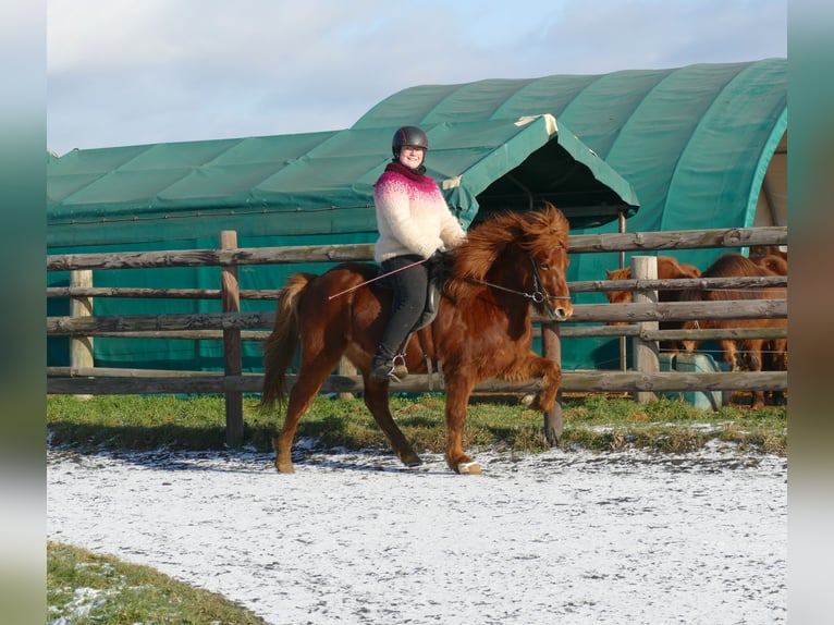 Islandais Hongre 6 Ans 140 cm Alezan in Euskirchen