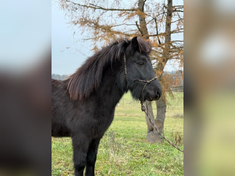 Islandais Hongre 6 Ans 140 cm Noir in Achstetten