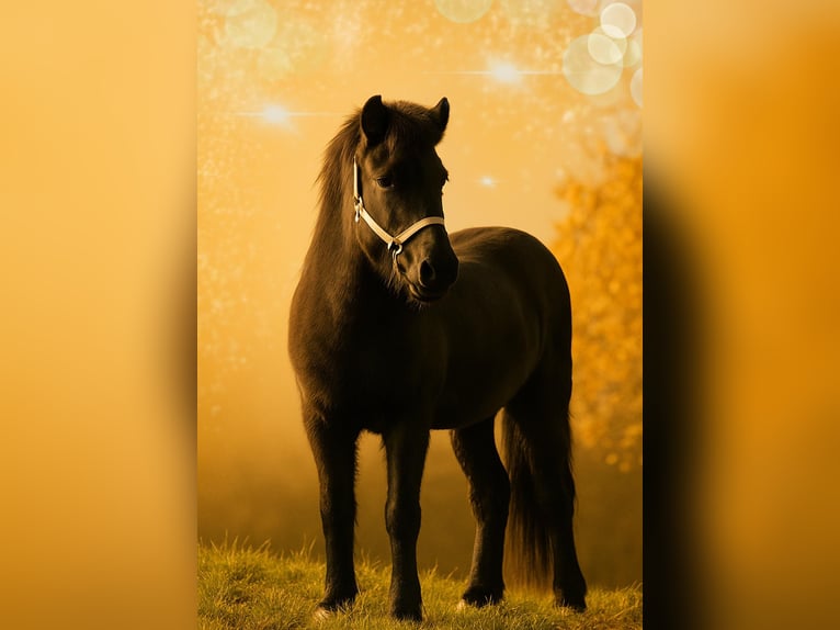 Islandais Hongre 6 Ans 140 cm Noir in Achstetten