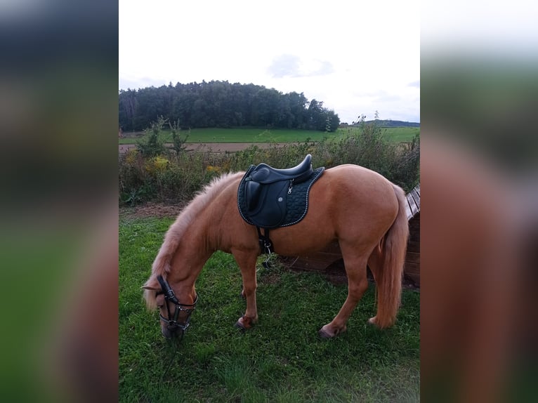 Islandais Hongre 6 Ans 140 cm Palomino in Satrup