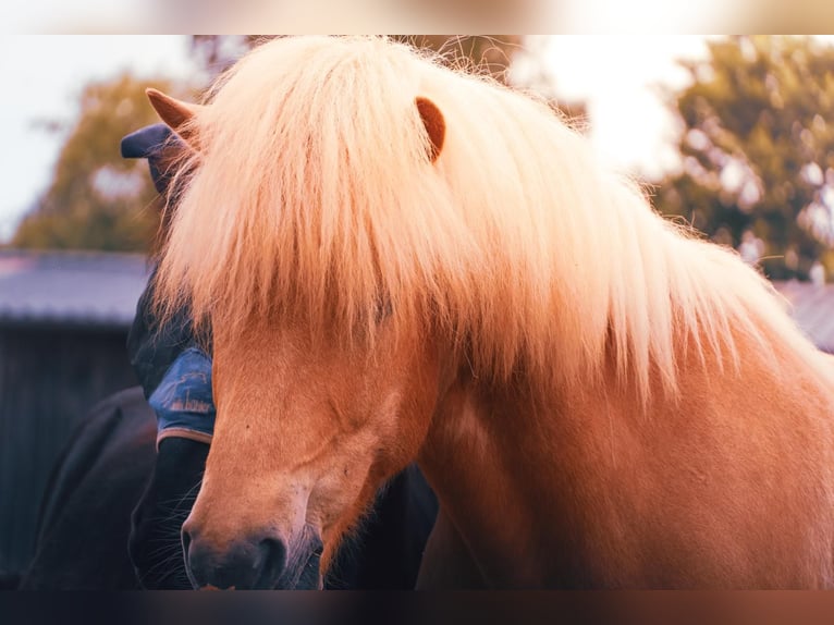 Islandais Hongre 6 Ans 140 cm Palomino in Satrup