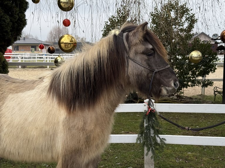 Islandais Hongre 6 Ans 140 cm Pinto in Lochen am See