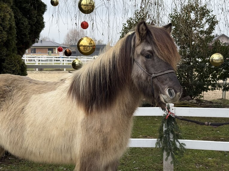 Islandais Hongre 6 Ans 140 cm Pinto in Lochen am See