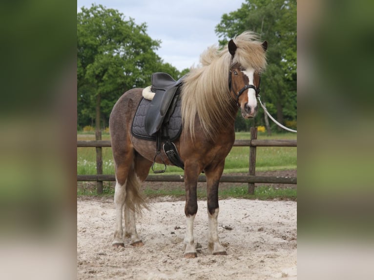 Islandais Hongre 6 Ans 140 cm Pinto in Harreveld