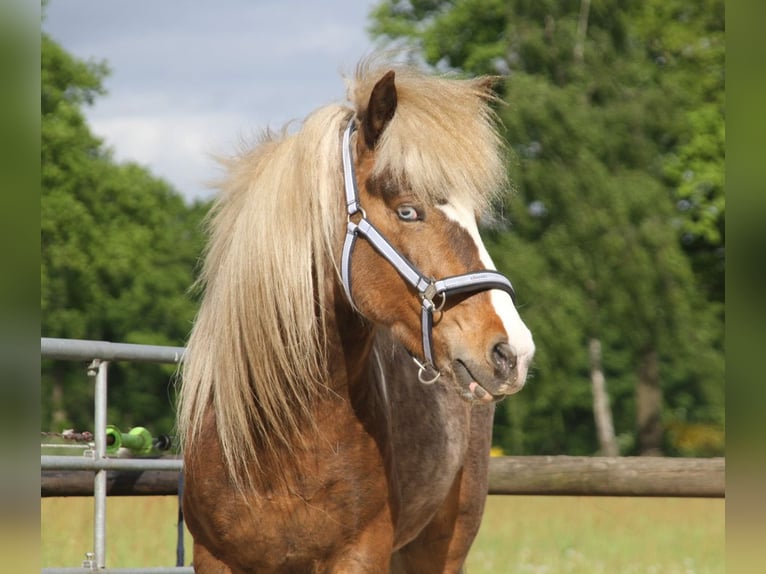 Islandais Hongre 6 Ans 140 cm Pinto in Harreveld
