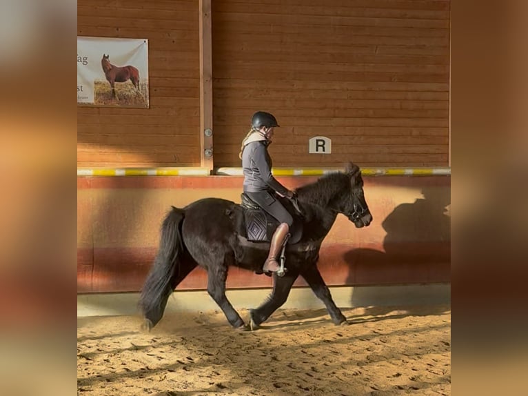 Islandais Hongre 6 Ans 141 cm Noir in AchstettenAchstetten