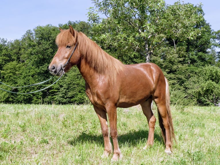 Islandais Hongre 6 Ans 142 cm Alezan in Beilstein