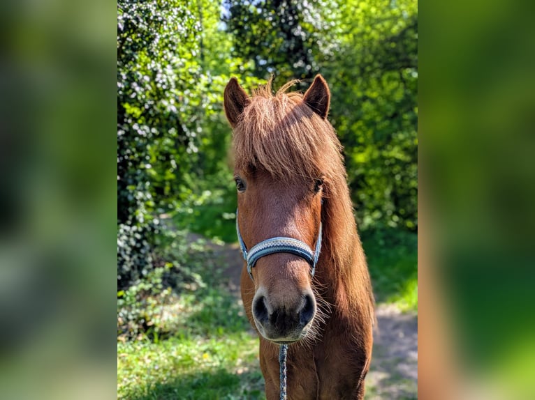 Islandais Hongre 6 Ans 142 cm Alezan in Beilstein