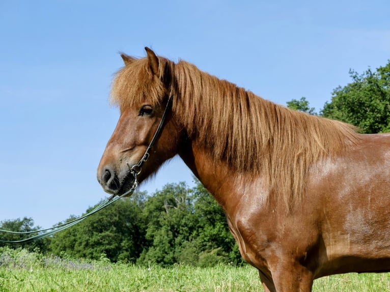 Islandais Hongre 6 Ans 142 cm Alezan in Beilstein