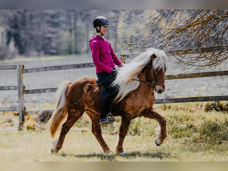 Islandais Hongre 6 Ans 142 cm Alezan in Taufkirchen an der Trattnach
