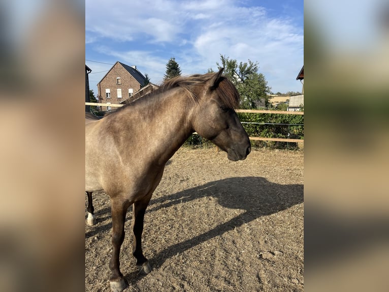 Islandais Hongre 6 Ans 142 cm Isabelle in Polch