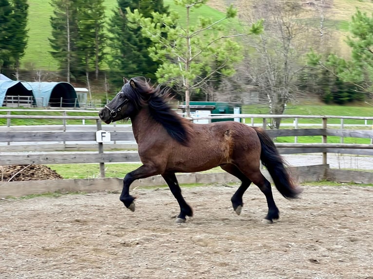 Islandais Hongre 6 Ans 142 cm Noir in Rauris