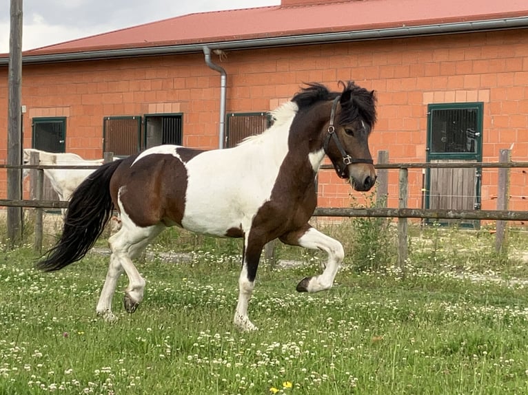 Islandais Hongre 6 Ans 142 cm Pinto in Bücken