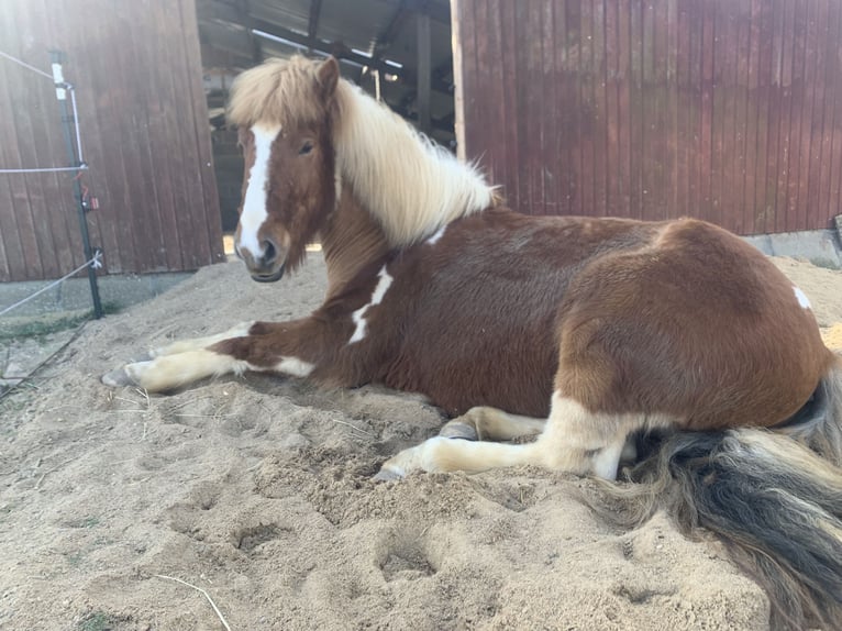 Islandais Hongre 6 Ans 143 cm Pinto in Aachen