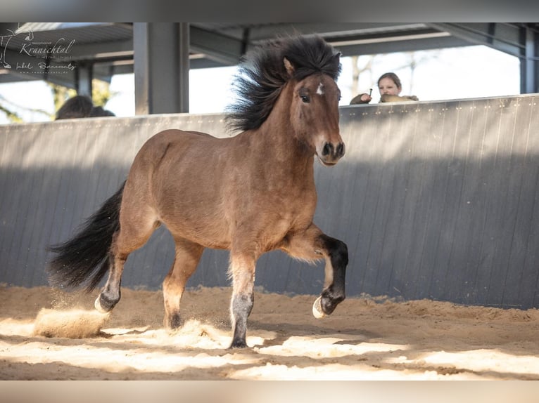 Islandais Hongre 6 Ans 145 cm Isabelle in Horst