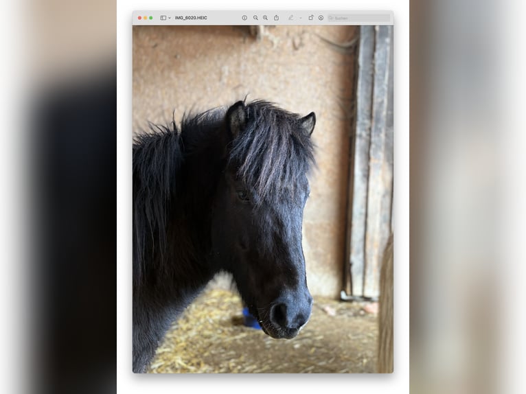 Islandais Hongre 6 Ans 145 cm Noir in Sonntag Seeberg
