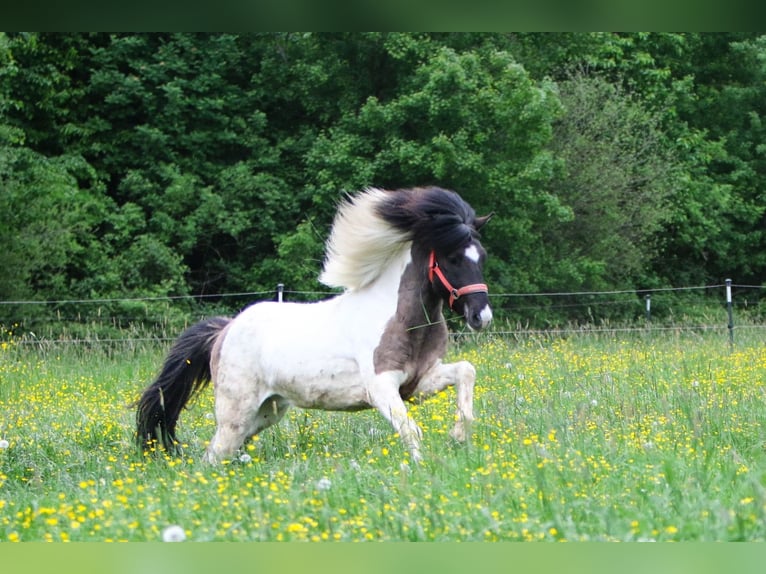 Islandais Hongre 6 Ans 145 cm Pinto in Tann