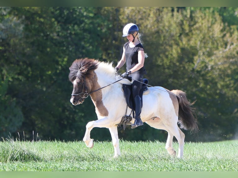 Islandais Hongre 6 Ans 145 cm Pinto in Tann