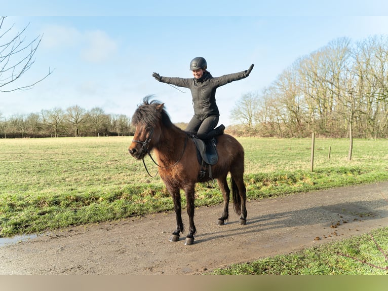 Islandais Hongre 6 Ans 146 cm Bai in Bornheim