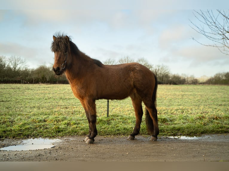 Islandais Hongre 6 Ans 146 cm Bai in Bornheim