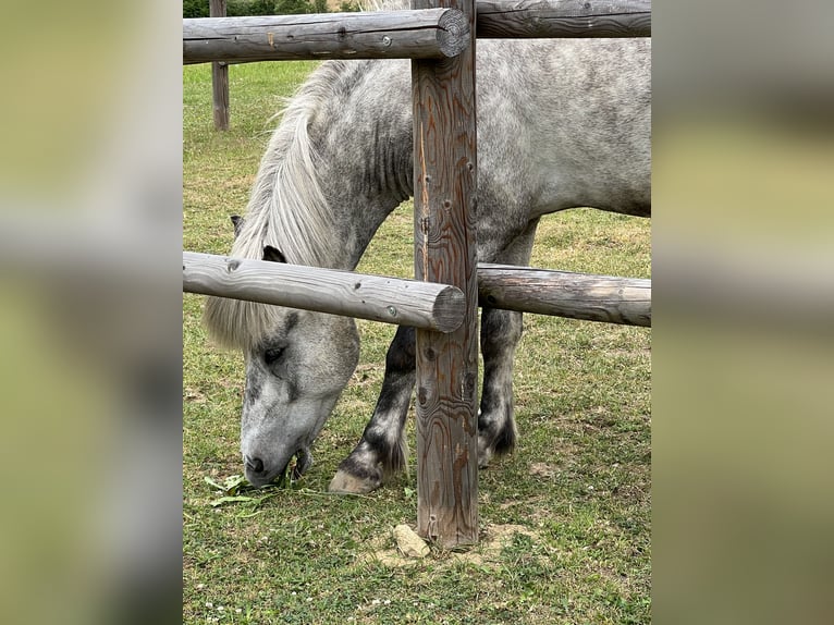 Islandais Hongre 6 Ans 146 cm Gris pommelé in Weidet