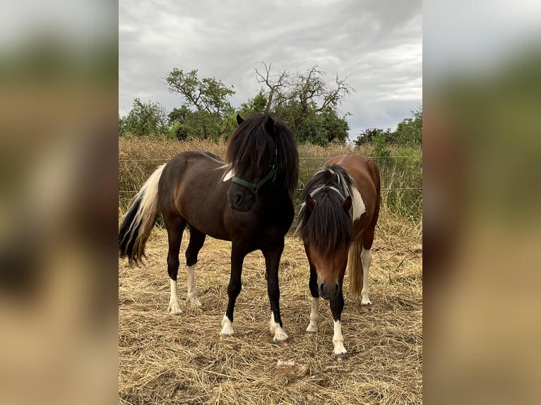Islandais Hongre 6 Ans 146 cm Pinto in Rosbach vor der H&#xF6;he Ober-RosbachRosbach