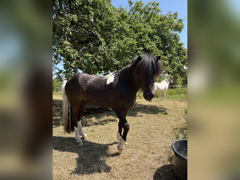 Islandais Hongre 6 Ans 146 cm Pinto in Rosbach vor der H&#xF6;he Ober-RosbachRosbach