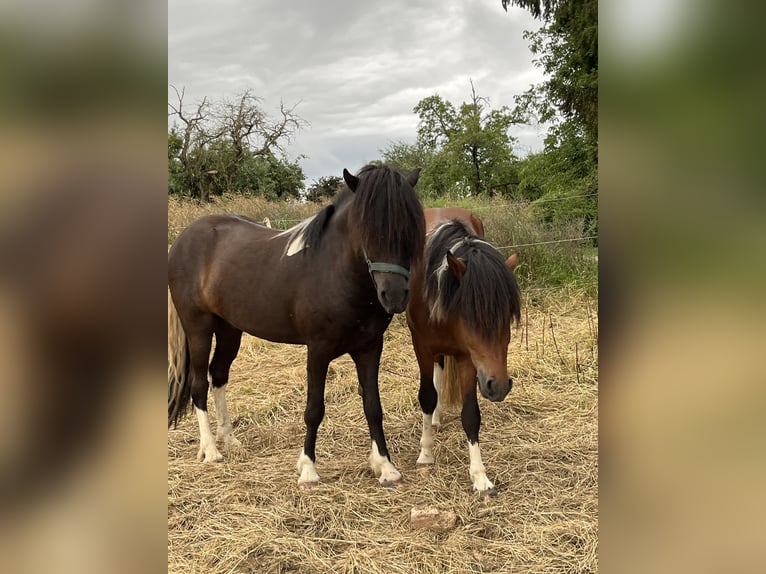 Islandais Hongre 6 Ans 146 cm Pinto in Rosbach vor der H&#xF6;he Ober-RosbachRosbach
