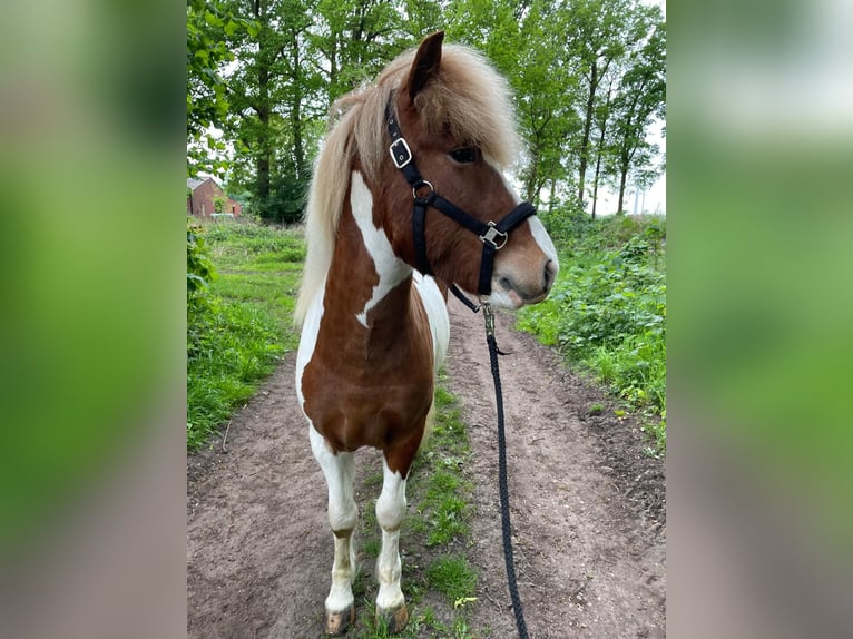 Islandais Hongre 6 Ans 148 cm Pinto in Lingen